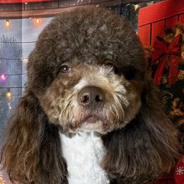 Bernedoodles from Monica Jones