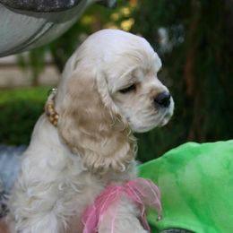 Cocker Spaniel Puppies from Lomapoint Cockers