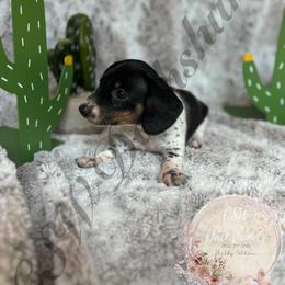 Dachshund Puppies from CSW Dachshunds