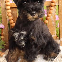 Miniature Schnauzer and Poodle Puppies from Crystal Rose Canines