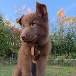 Sugar - Liver female German Shepherd puppy in Winston Salem, North Carolina from Samtastic Shepherds