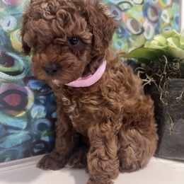 Poodle Puppies from Foxtrot Farm Poodles