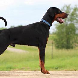 Doberman Pinscher puppies from Loyal Hearts Farm / RK's Dobermans