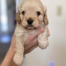 Australian Labradoodle, Cavapoo, Goldendoodle, and Poodle Puppies from Leila Pearson