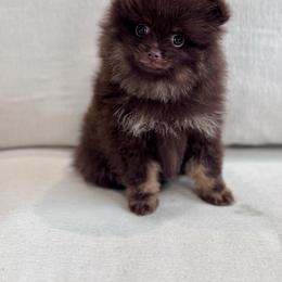 Yuki (ready for Valentine's Day) - Chocolate male Pomeranian puppy in Canandaigua, New York from Fingerlakes Pomeranians