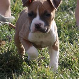 Tilly - Blue fawn female American Staffordshire Terrier puppy in Guilford County, North Carolina from Explicit Kennel