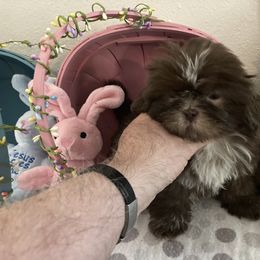 Shih Tzu Puppies from Little Lions West