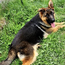Pink Collar Female - Black and red German Shepherd puppy in Washington from Ampid German Shepherds
