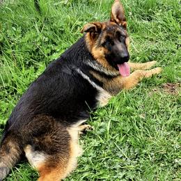 Pink Collar Female - Black and red German Shepherd puppy in Washington from Ampid German Shepherds