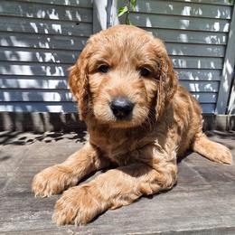 Stevens - Cream male Goldendoodle puppy in Everett, Washington from Big Top Doodles