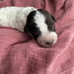 Whitney - Brown roan Lagotto Romagnolo puppy in Chehalis, Washington from Scarlet Oak Lagotti