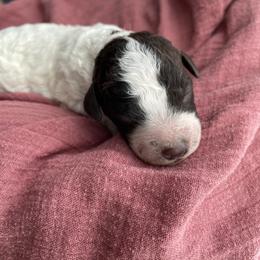 Whitney - Brown roan Lagotto Romagnolo puppy in Chehalis, Washington from Scarlet Oak Lagotti