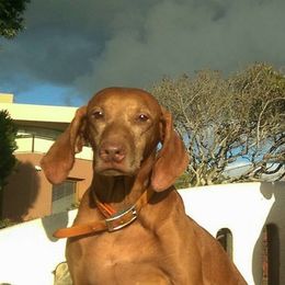 Vizsla All Grown Up from Betty's Vizslas