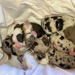 Gus - Red merle male Australian Shepherd puppy in Statesville, North Carolina from Charming Australian Shepherds