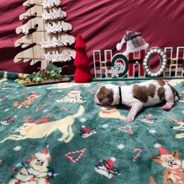 Chesnut - Red and white male English Springer Spaniel puppy in Westover, Maryland from Sterling's springer Haven