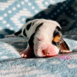 WG2 - Black brown and white female Basset Hound puppy in Britton, South Dakota from K&S Canines