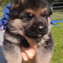 Navy - Black and red male German Shepherd puppy in Gustavus, Ohio from Cross Kreek Kennels