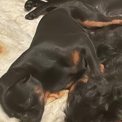 Brussels Griffons from Maze Brussels Griffons