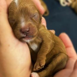 Pebble - Red female Cavapoo puppy in Van Alstyne, Texas from Home Grown Puppies