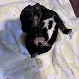 Allen - Black and silver male Miniature Schnauzer puppy in Hedgesville, West Virginia from Clay Hill Kennels