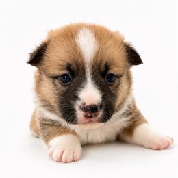 Royce Ba Doyce - Red male Pembroke Welsh Corgi puppy in Aumsville, Oregon from West Coast Corgi