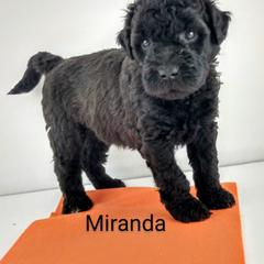 Poodle and Whoodle Puppies from Twin Pines