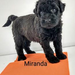 Poodle and Whoodle Puppies from Twin Pines