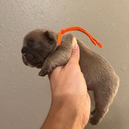Blue fawn Male OFA'd parents - Blue fawn male French Bulldog puppy in Billings, Montana from Montana Made Frenchies