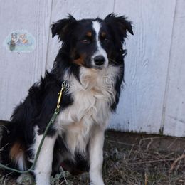 Enrique - Miniature Australian Shepherd puppy from Texas Bluebonnet Herders