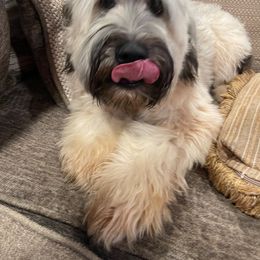 Ziggy - Soft Coated Wheaten Terrier
