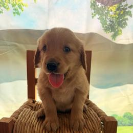 Boy 3 Black - Dark golden male Golden Retriever puppy in Joshua, Texas from 3 Gun Retrievers