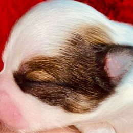 Santa Baby - Pomeranian puppy from Fairchild Fancy Pomeranians and Coachella Pomeranians