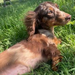 Oakley - Dachshund