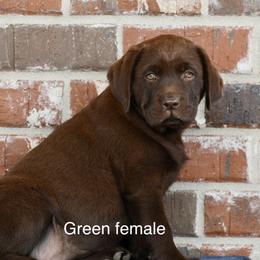 Green female - Chocolate female Labrador Retriever puppy in Mississippi from Sure Shot English Labs