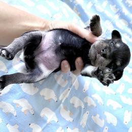 Rosie - Black and silver female Miniature Schnauzer puppy in Hedgesville, West Virginia from Clay Hill Kennels