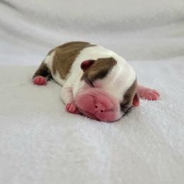 Boston Terrier Puppies from White Valley Boston Terriers