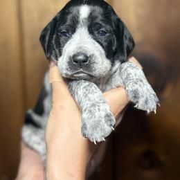 Myrtle - Black roan female German Shorthaired Pointer puppy in Penn Valley, California from Finnan's Ranch German Shorthaired Pointers