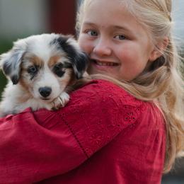 Miniature Australian Shepherds from Cornerstone Mini Aussies