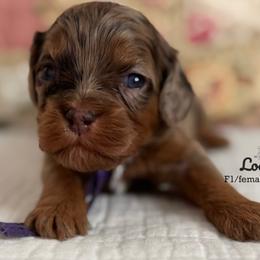 Locket purple collar - Chocolate female Cavapoo puppy in Beckley, West Virginia from By Design Doodles