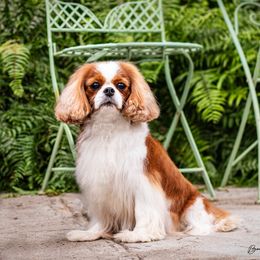 Twyla - Cavalier King Charles Spaniel