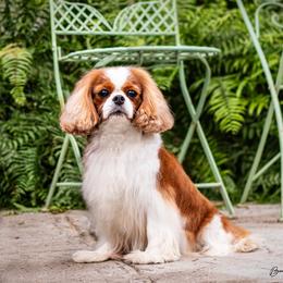 Twyla - Cavalier King Charles Spaniel