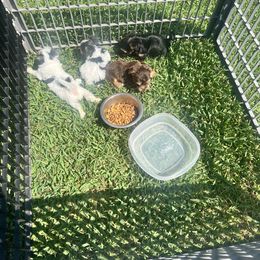 Yorkshire Terrier Puppies from Shayle's Yorkie Pups