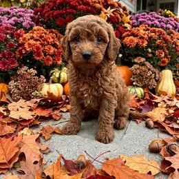 Griff - Red male Cavapoo puppy in Chattanooga, Tennessee from Scenic City Doodles