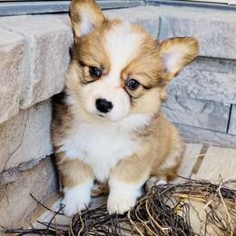 Boo-Hot pink collar - Sable female Pembroke Welsh Corgi puppy in Benjamin, Utah from Nuna’s  Corgis