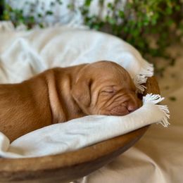 Ella - Golden rust female Vizsla puppy in Clemons, Iowa from Kaylee’s Vizslas