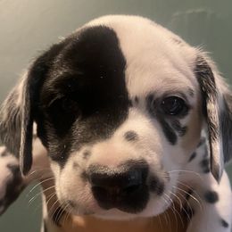 Linguini - White and black female Dalmatian puppy in Micanopy, Florida from Fortuna Farms