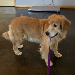 American Staffordshire Terriers and Golden Retrievers from Riverbend Goldens