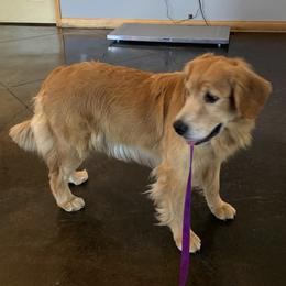 American Staffordshire Terriers and Golden Retrievers from Riverbend Goldens