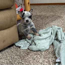 Boy 1 - Blue speckled male Australian Cattle Dog puppy in Concrete, Washington from Back Country Australian Cattle dogs