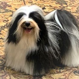 Havanese All Grown Up from Mary Lopez
